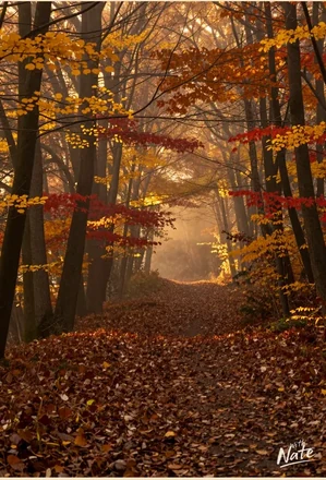 Autumn Forest Path - a downloadable art print