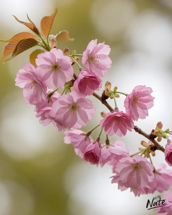 Cherry Blossom - a downloadable art print